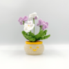 Chậu Hoa Pansy Mini